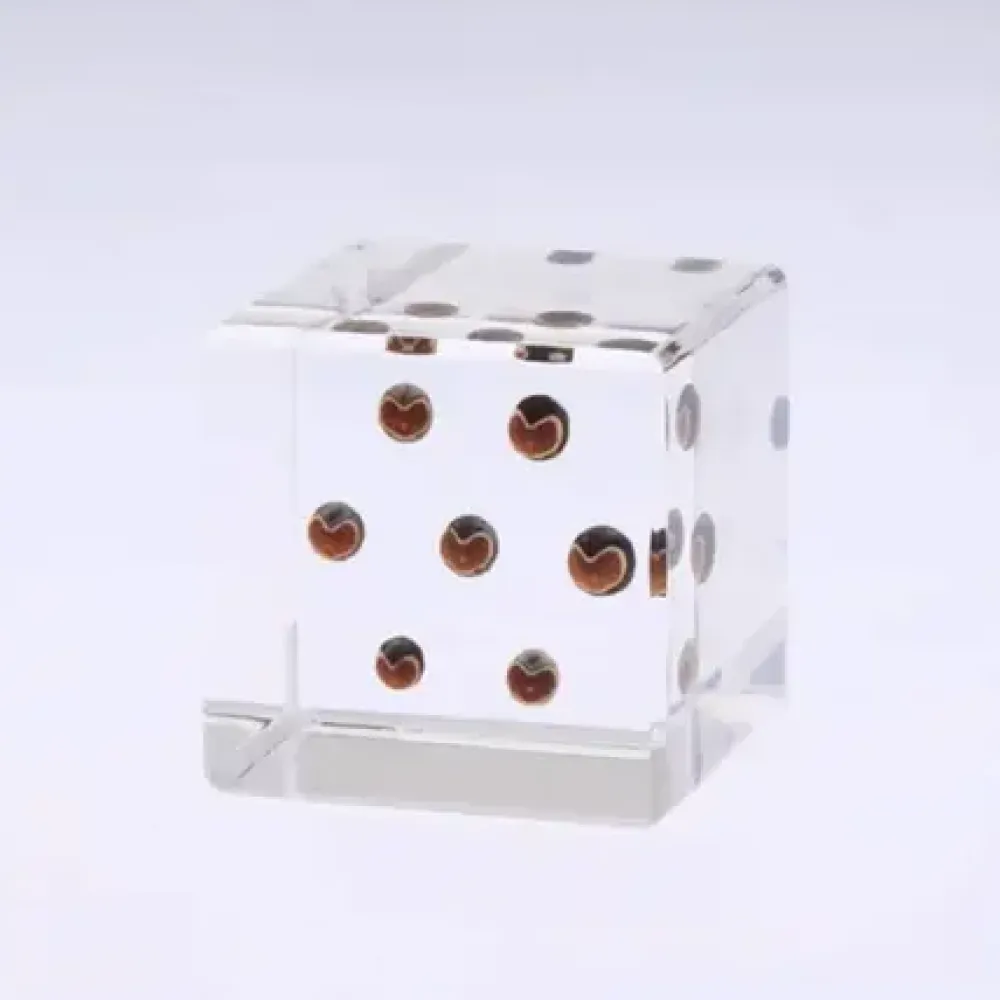 MIYA Company Sola Cube Balloon Plant New