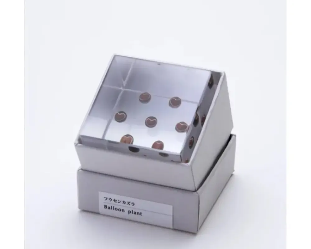 MIYA Company Sola Cube Balloon Plant New