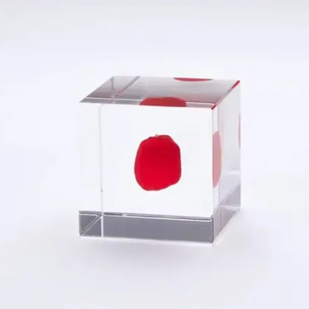 MIYA Company Sola Cube Huayruro Seed Clearance