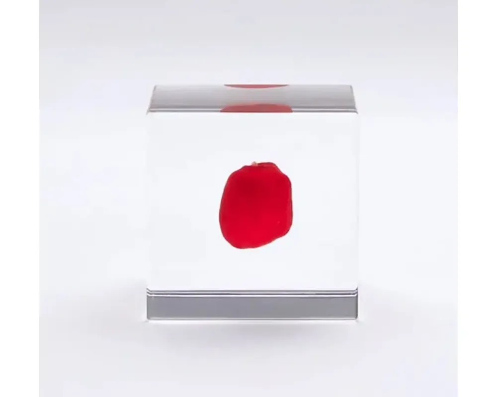 MIYA Company Sola Cube Huayruro Seed Clearance